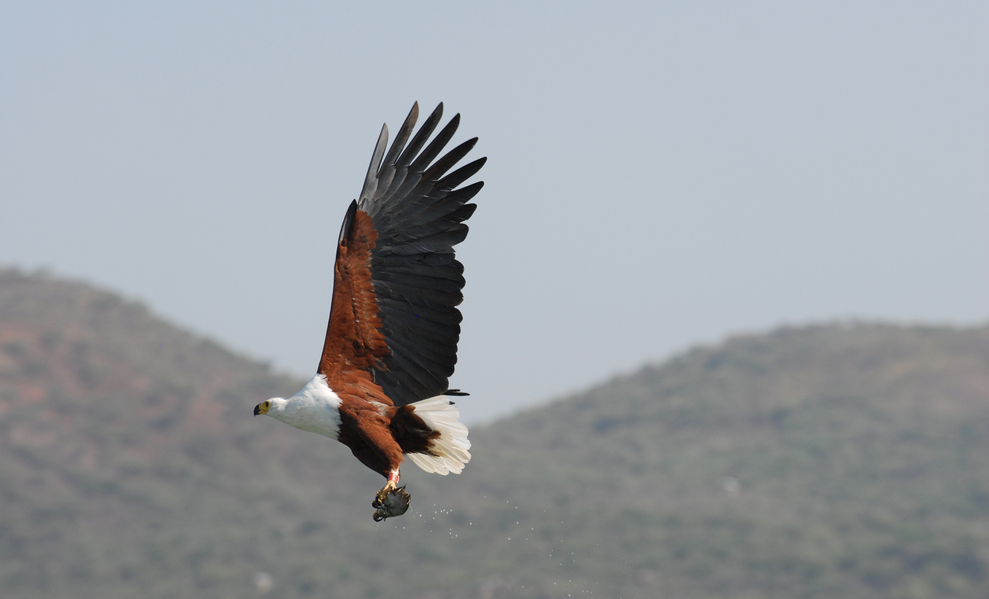 You are currently viewing African Fish Eagle