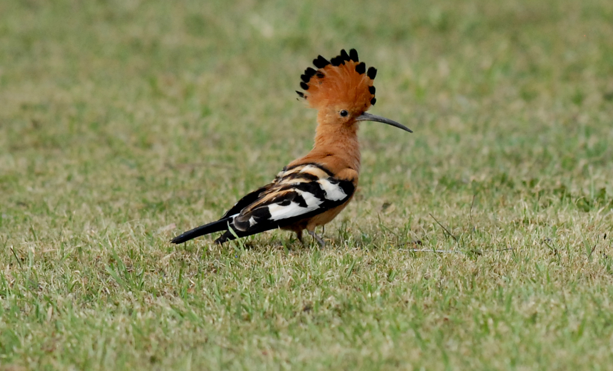 You are currently viewing African Hoopoe