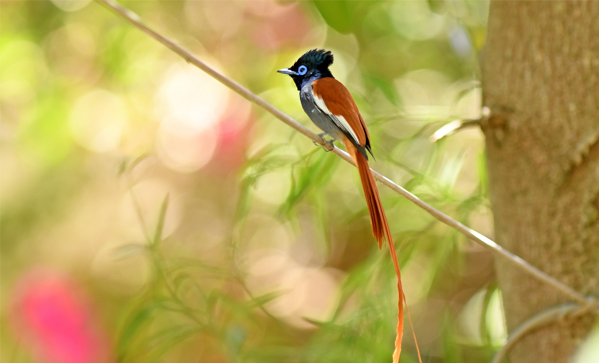 You are currently viewing African Paradise Flycatcher