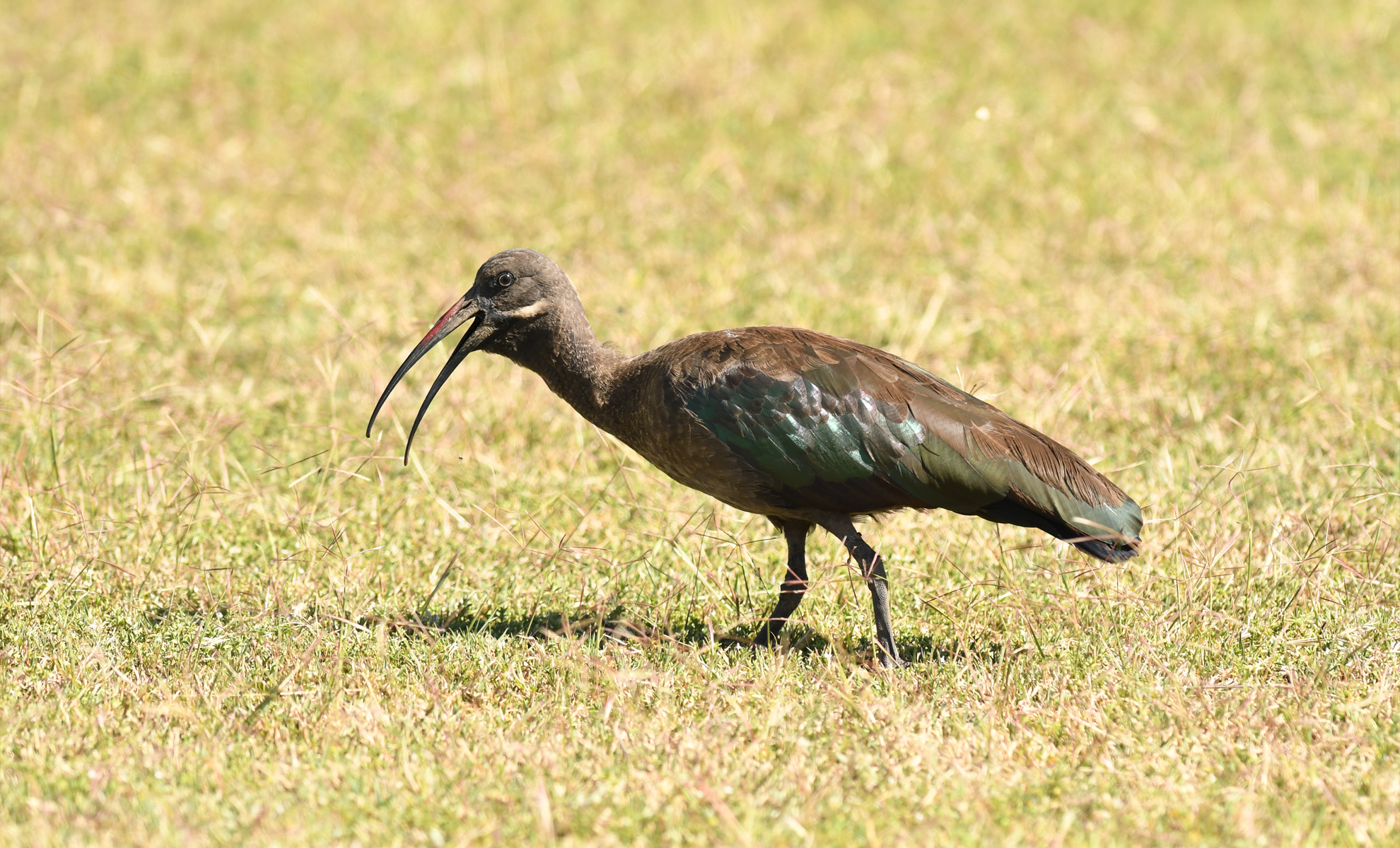 You are currently viewing Hadada Ibis