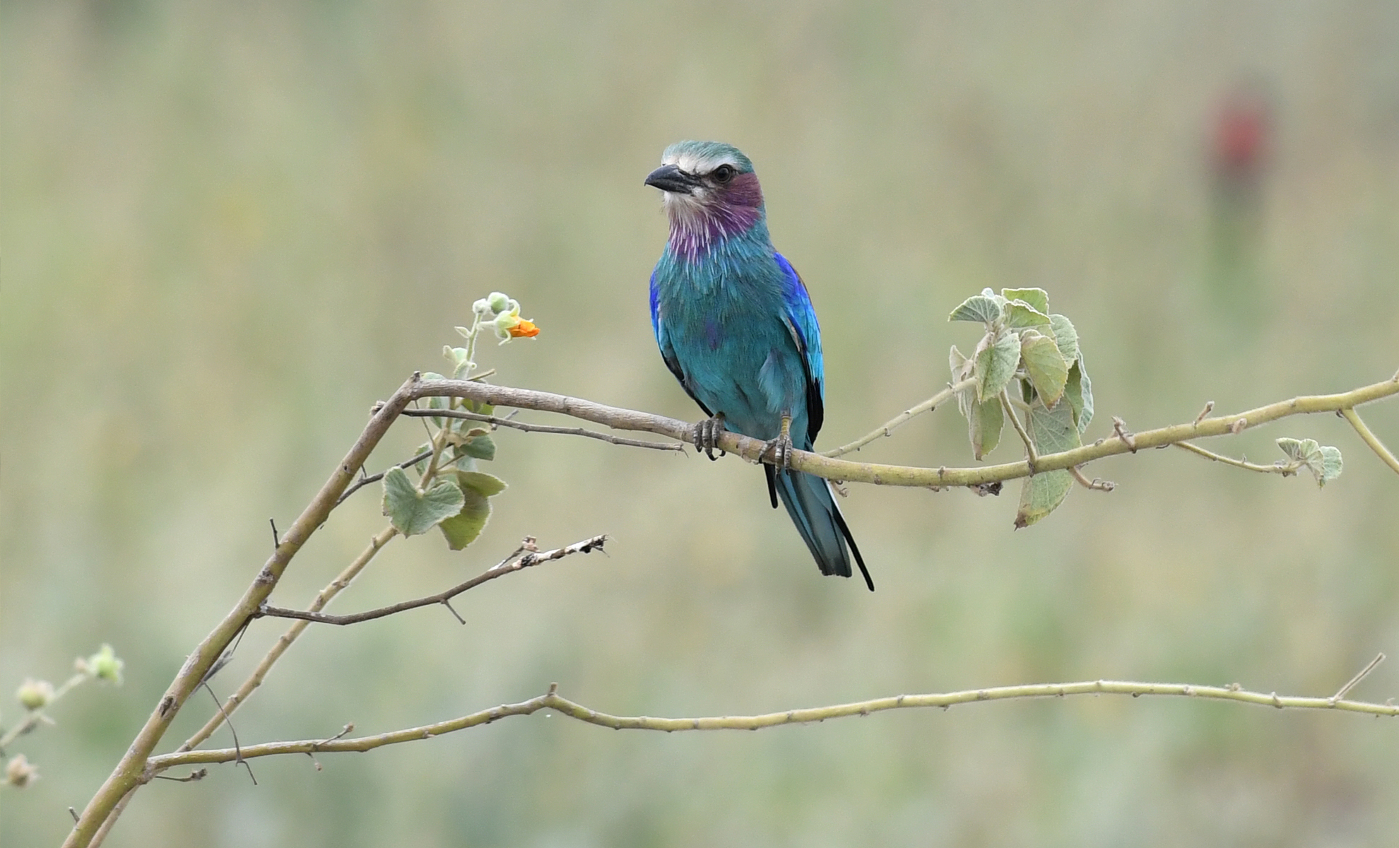 You are currently viewing Lilac Breasted Roller