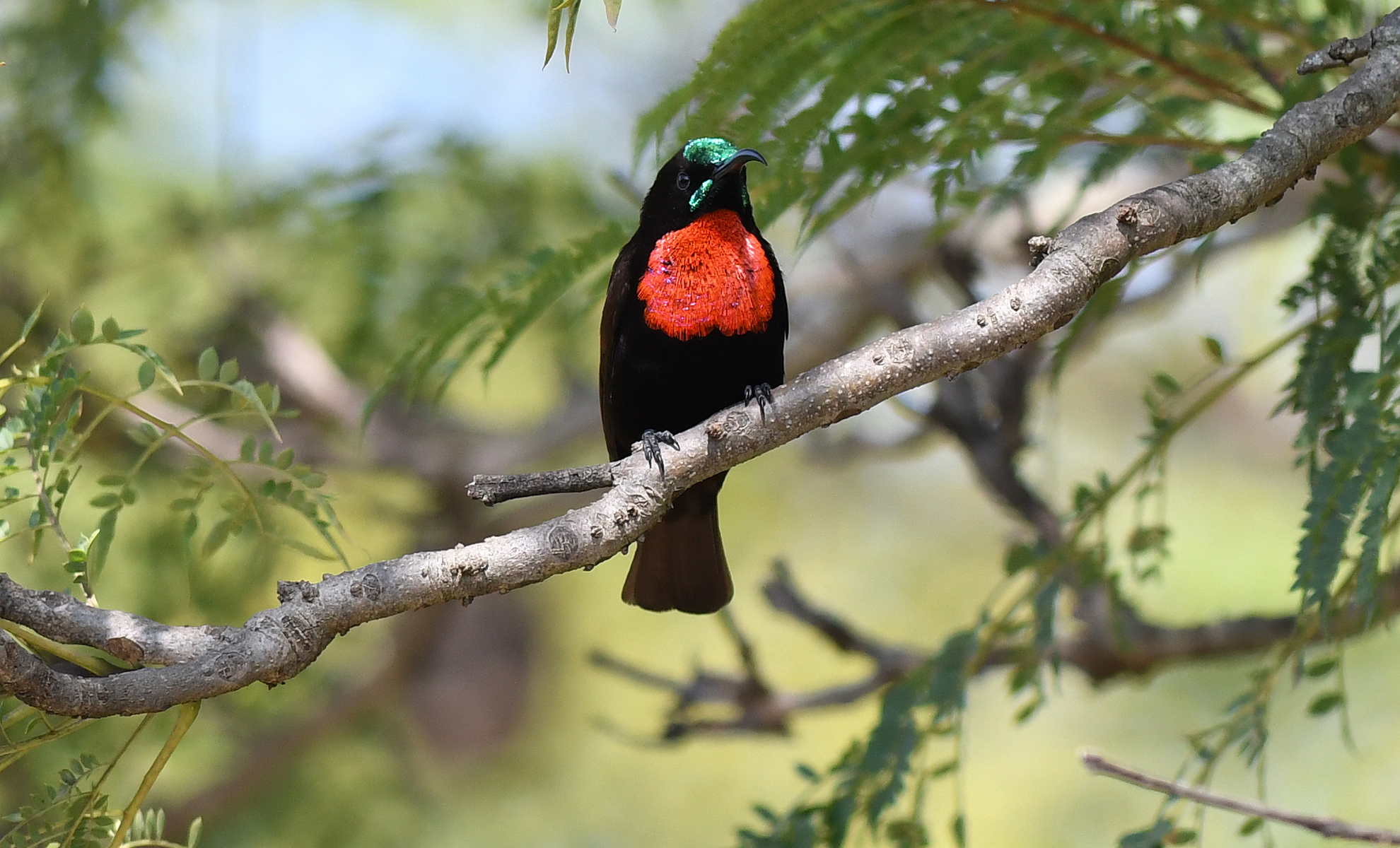 You are currently viewing Scarlet Chested Sunbird