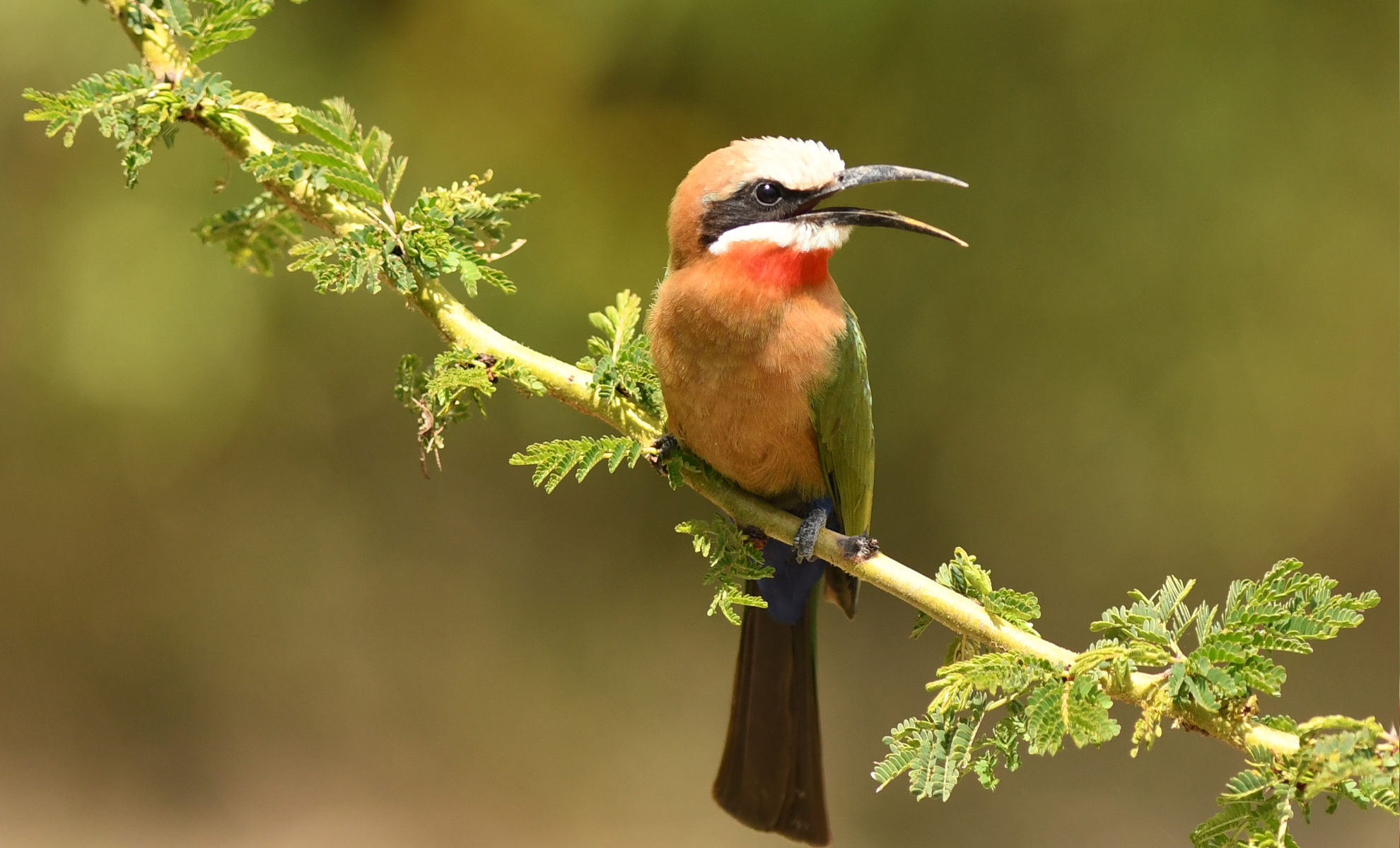You are currently viewing White Fronted Bee Eater