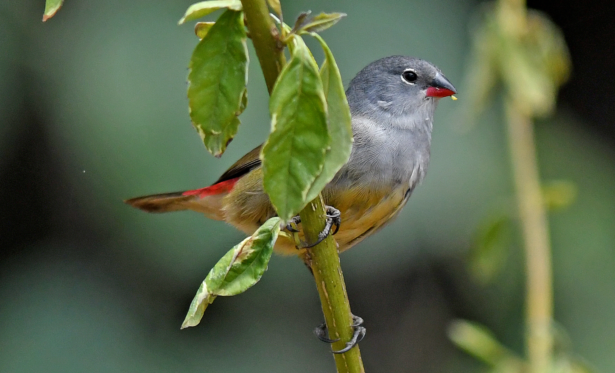 You are currently viewing Yellow Bellied Waxbill