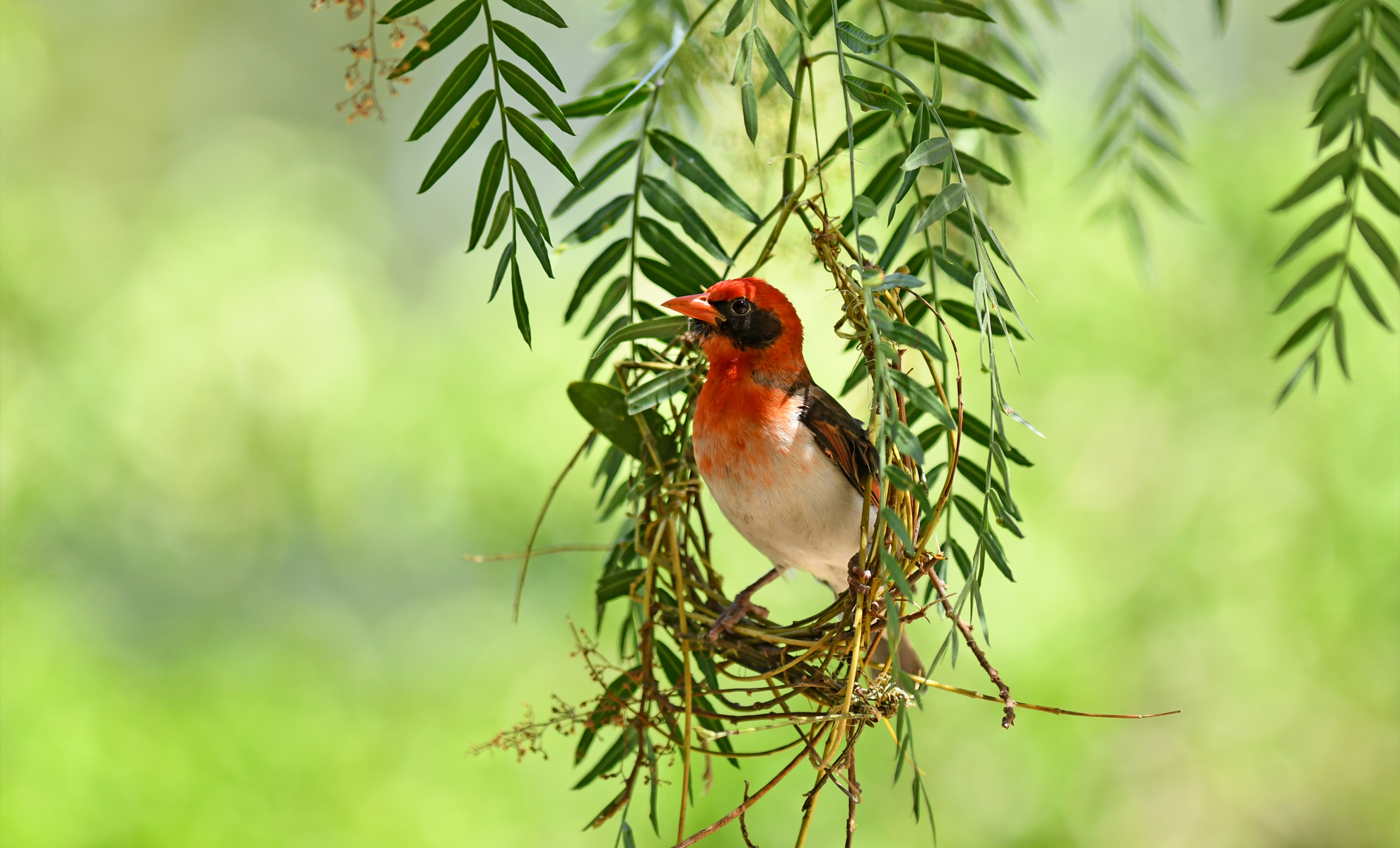 You are currently viewing Red Headed Weaver